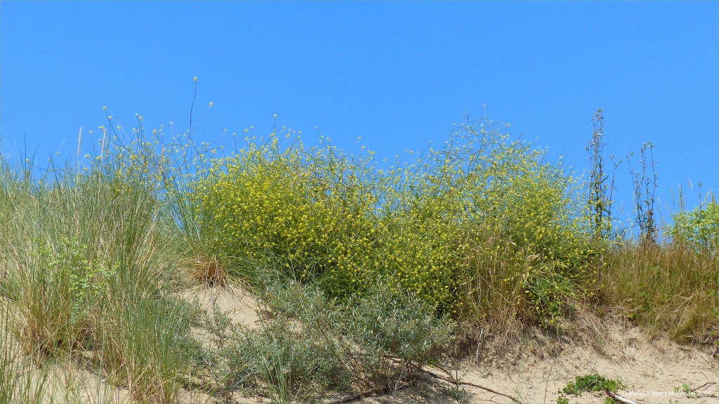 Plants growing on the loose sand of dunes
