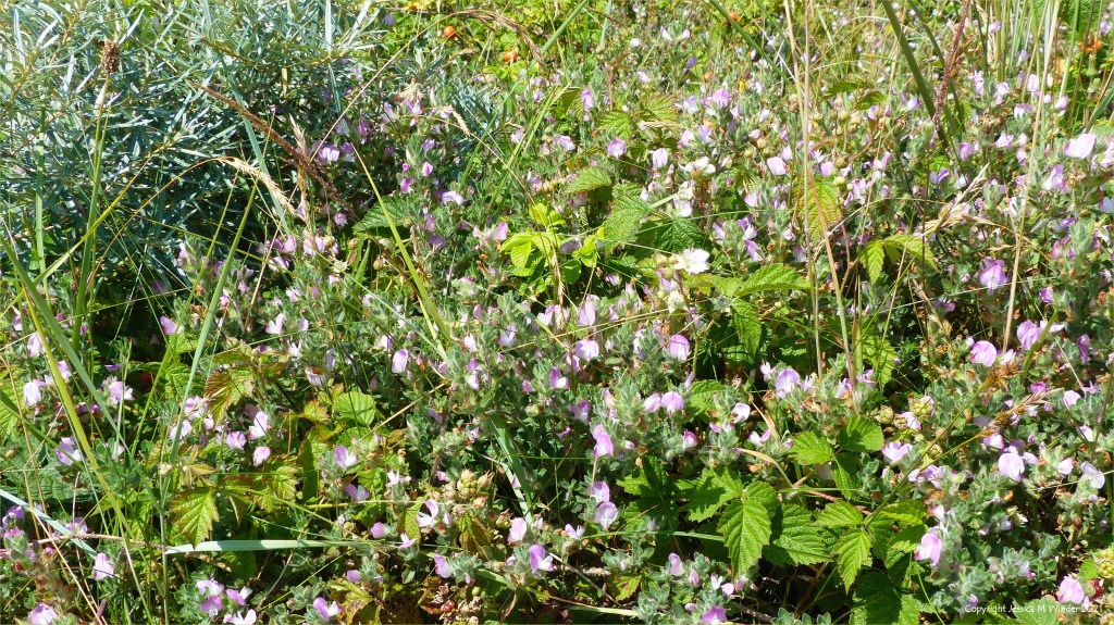 Plant life on the sand dunes at Pembrey Country Park in summer