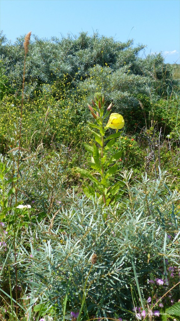 Plant life on the sand dunes at Pembrey Country Park in summer