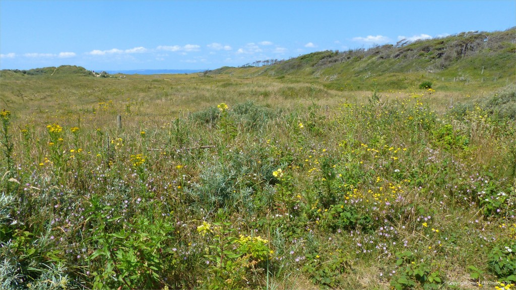 Plant life on the sand dunes at Pembrey Country Park in summer