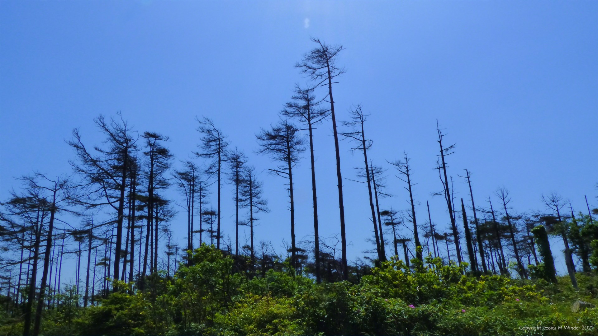 Dead or dying pine trees against a blue sky