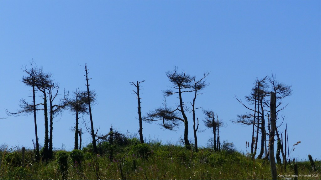 Dead or dying pine trees against a blue sky