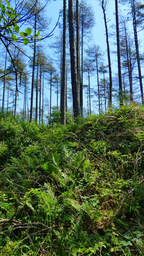 Ferns on forest floor below pine trees