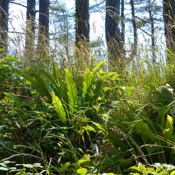 Ferns on forest floor below pine trees