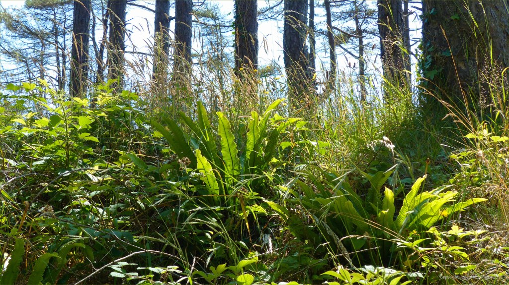 Ferns on forest floor below pine trees
