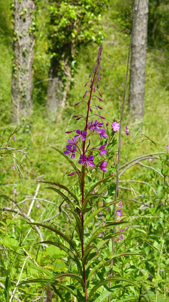 Rosebay Willowherb flowers on a forest floor