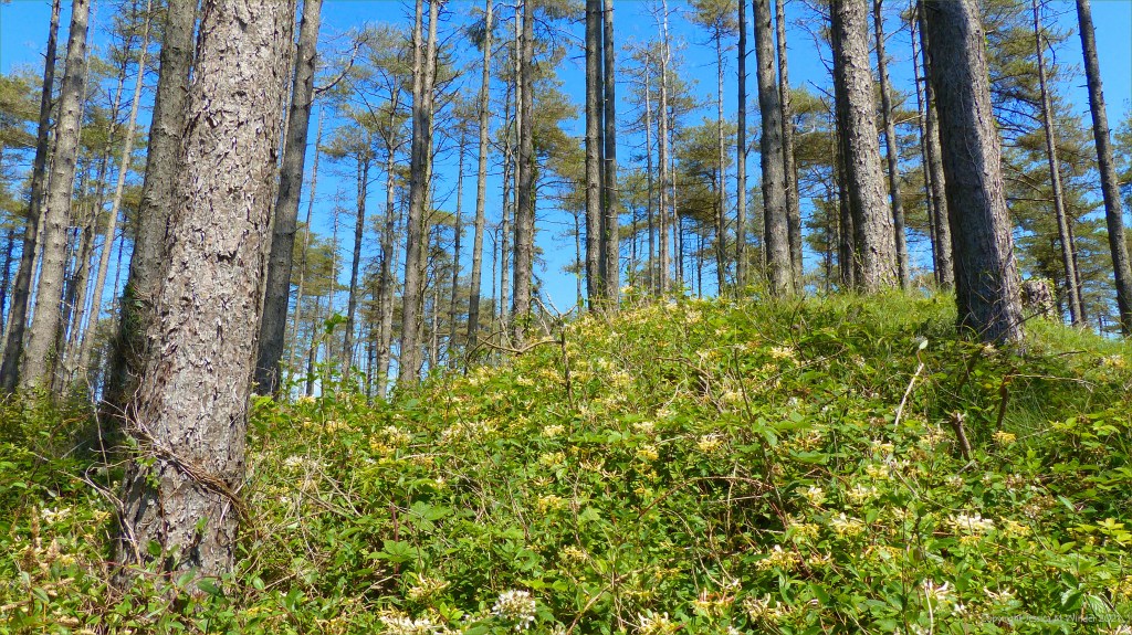 Honey suckle flowers growing in a dune forest