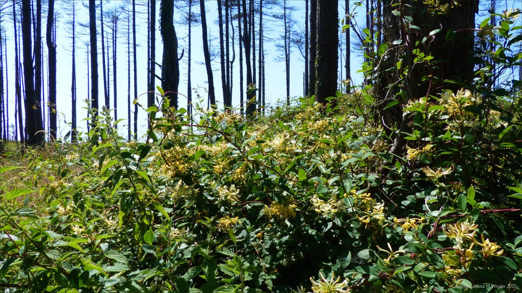 Honey suckle flowers growing in a dune forest