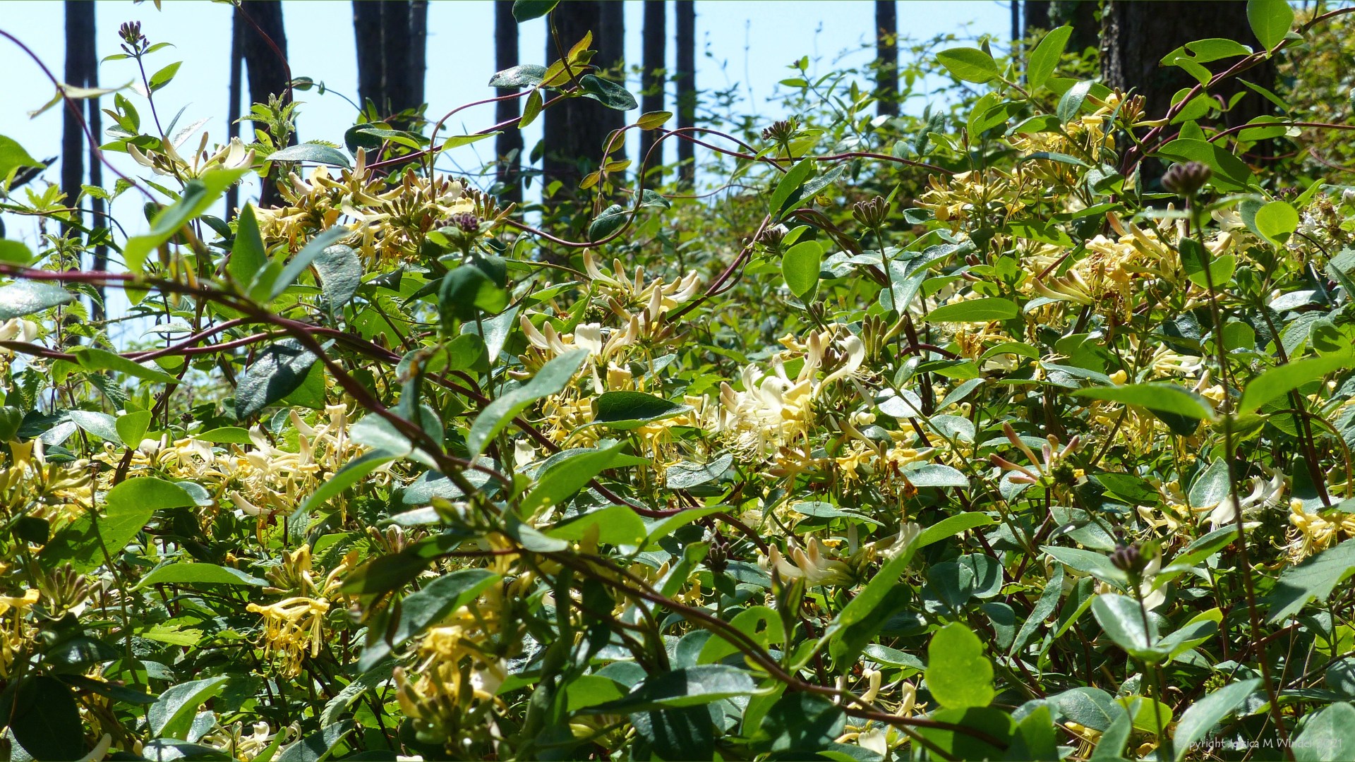 Honey suckle flowers growing in a dune forest