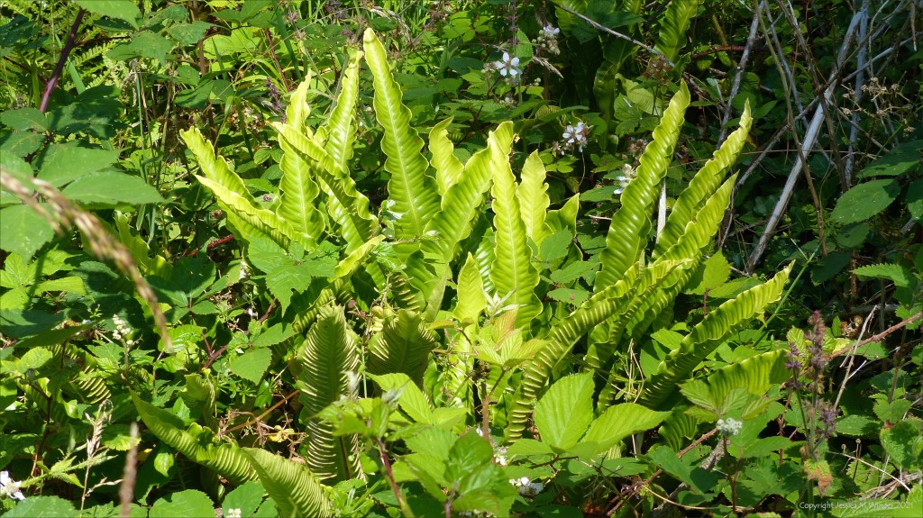 Ferns on forest floor below pine trees