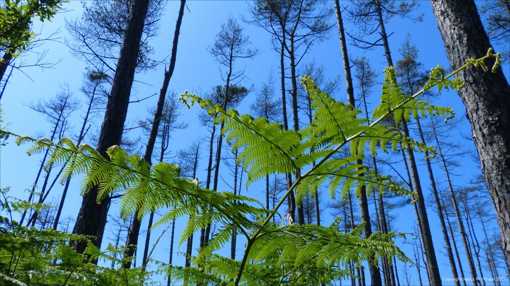 Ferns on forest floor below pine trees