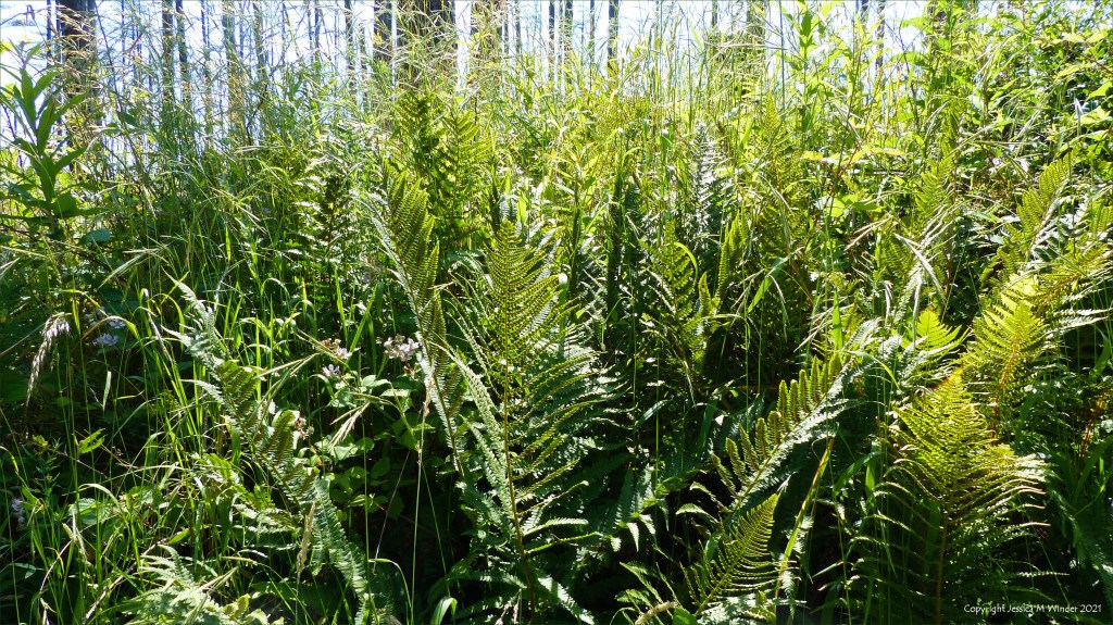 Ferns on forest floor below pine trees