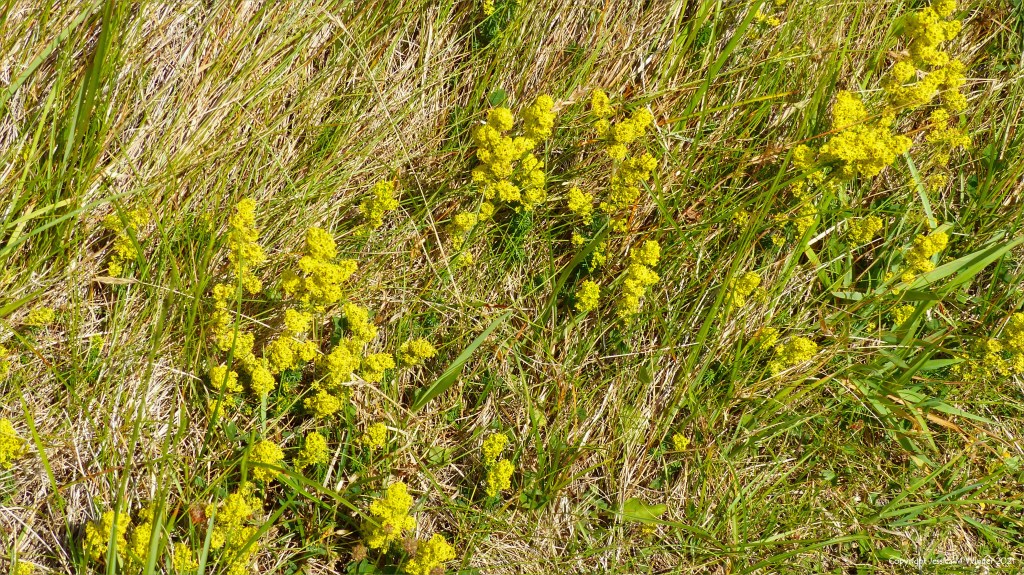 Yellow Lady's Bedstraw flowers in the grass by a dune forest