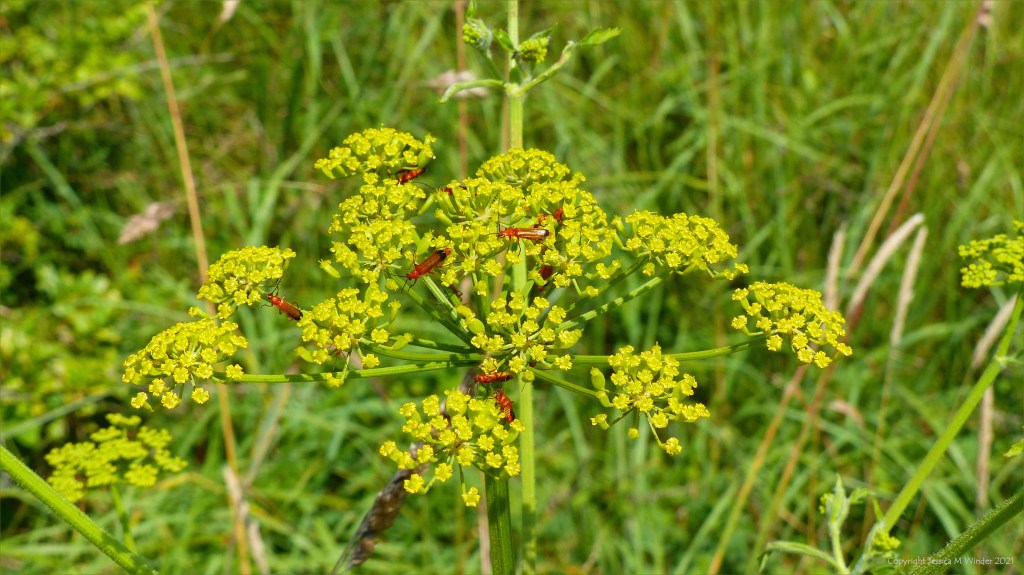 Yellow flowers of Wild Parsnip with Red Cardinal Beetles