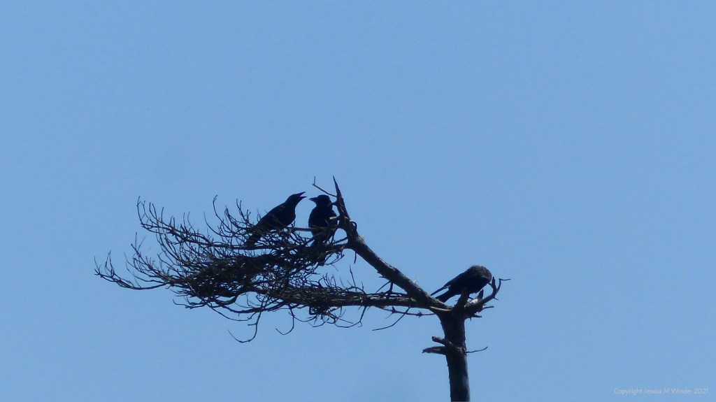 Dead or dying pine trees against a blue sky with birds
