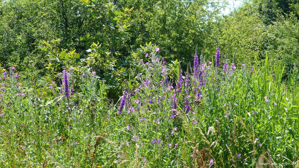 Wetland plant life in South Wales