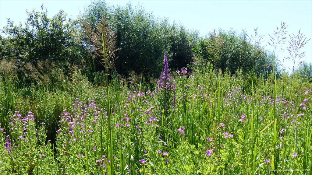 Wetland plant life in South Wales