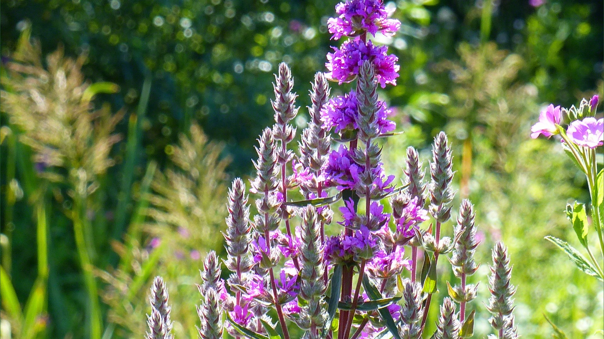 Wetland plant life in South Wales