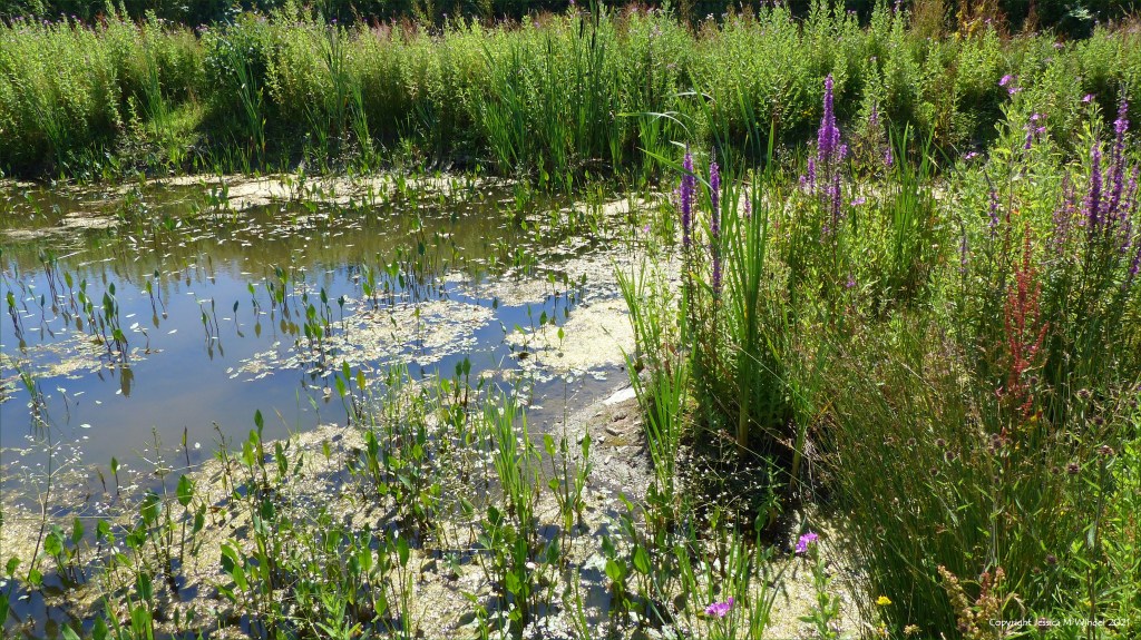 Wetland plant life in South Wales