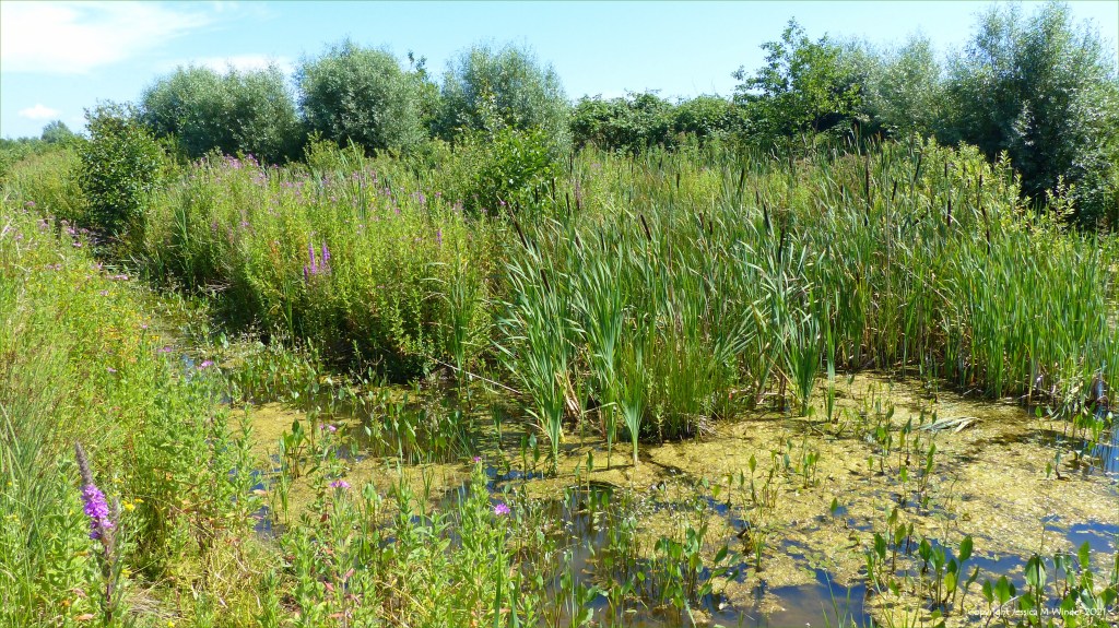 Wetland plant life in South Wales