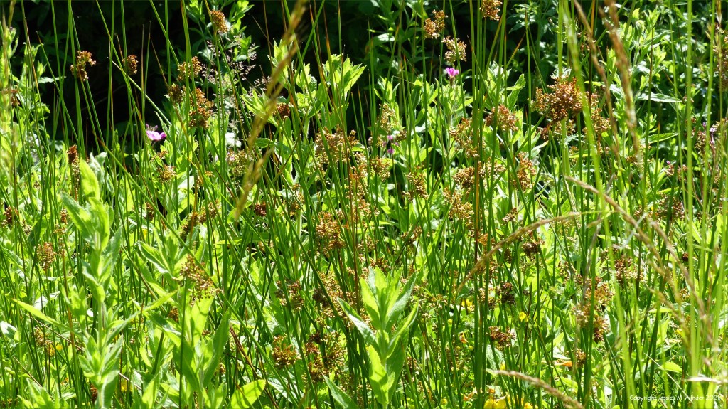Wetland plant life in South Wales