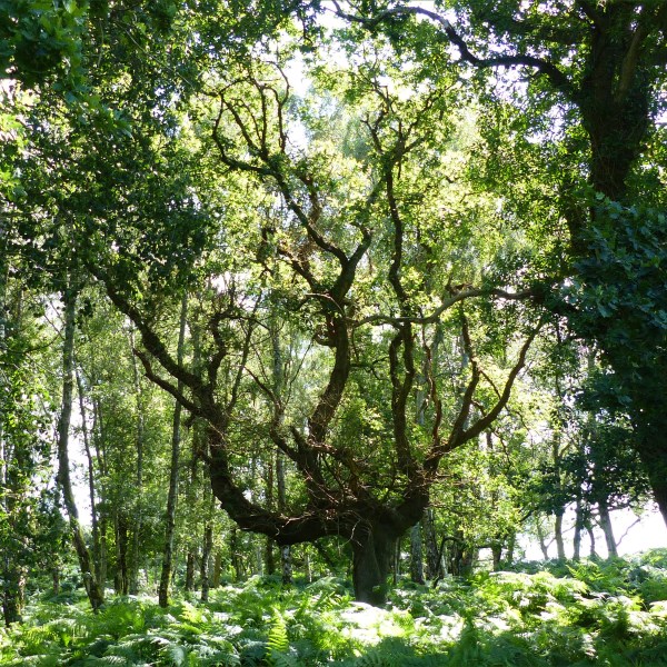 Ancient oak trees in a lowland dry oak and birch woodland habitat