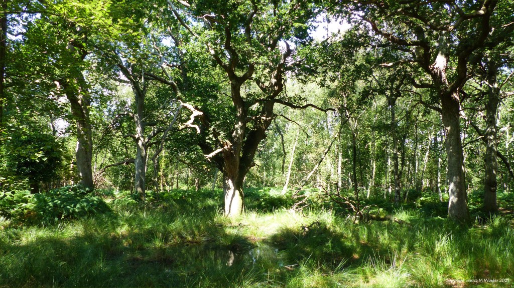 Ancient oak trees in a lowland dry oak and birch woodland habitat