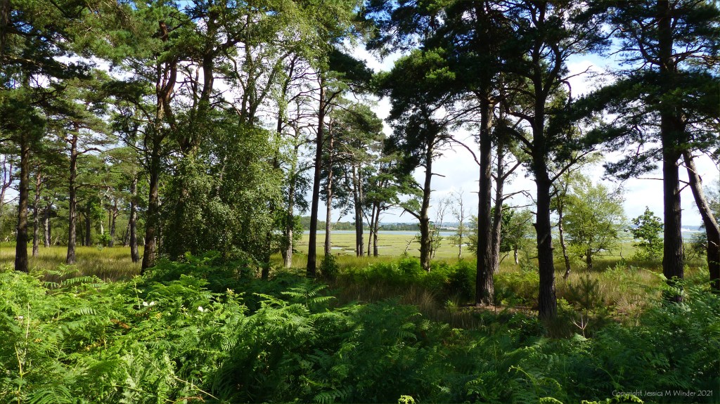 View of salt marsh through trees