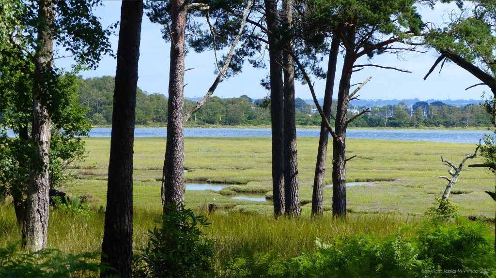 View of salt marsh through trees