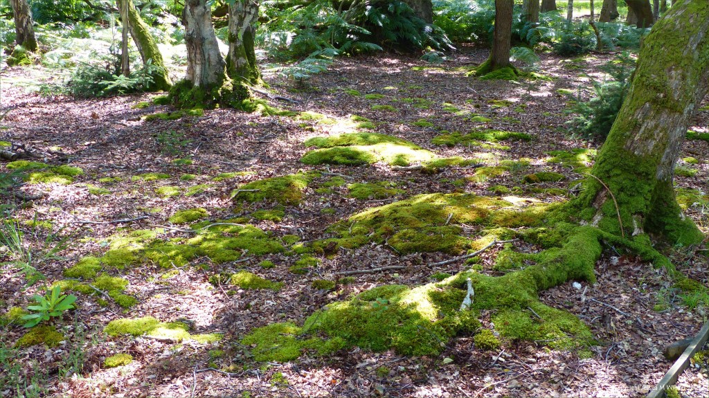 Moss-covered tree roots on a woodland floor