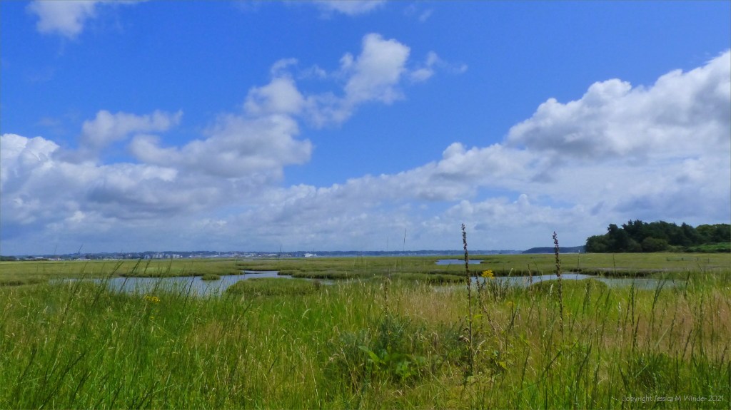 View of salt marsh on the edge of Poole Harbour in Dorset.