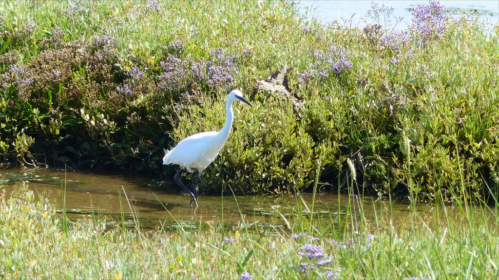 Ibis and sea lavender flowers on salt marsh