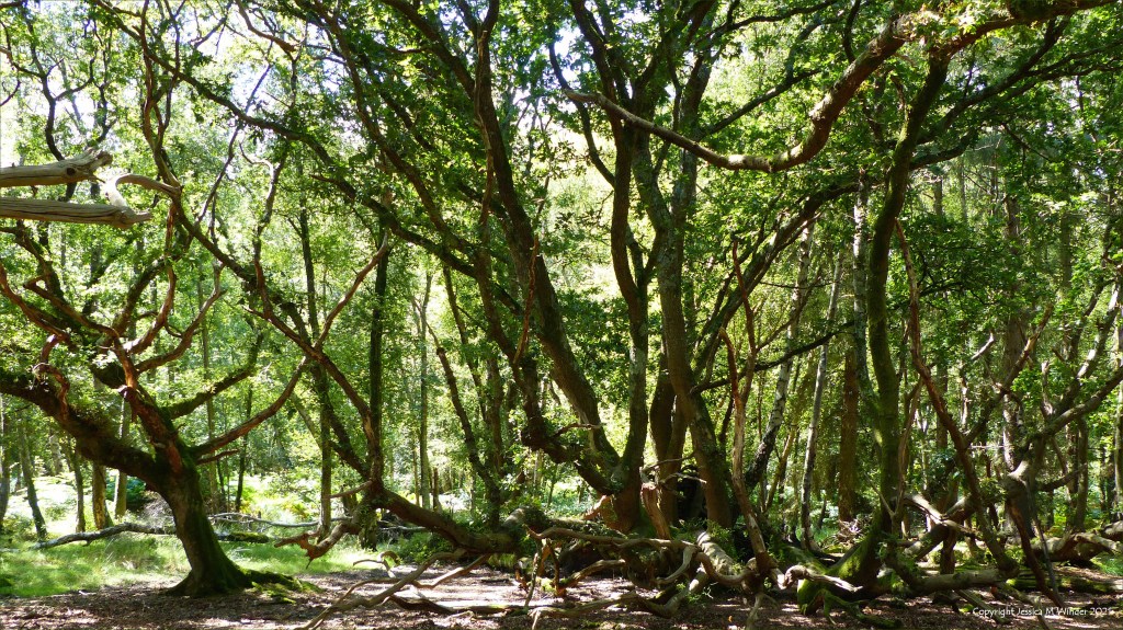 Ancient fallen oak tree in a lowland dry oak and birch woodland habitat