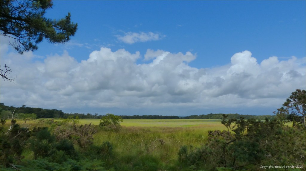 View of salt marsh on the edge of Poole Harbour in Dorset.