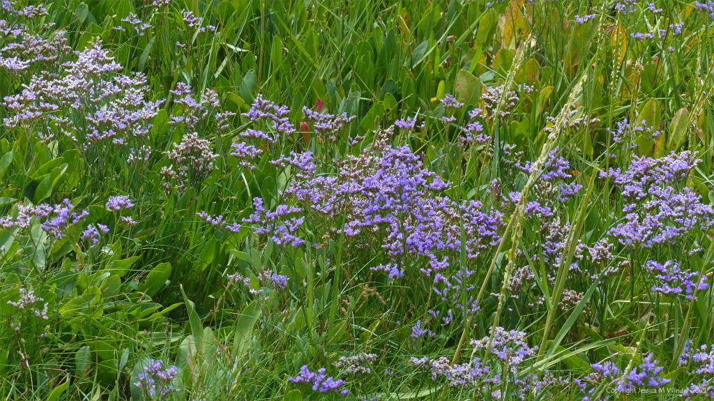 Sea Lavender flowers on salt marsh