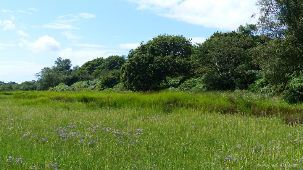View of salt marsh vegetation at Arne in Dorset