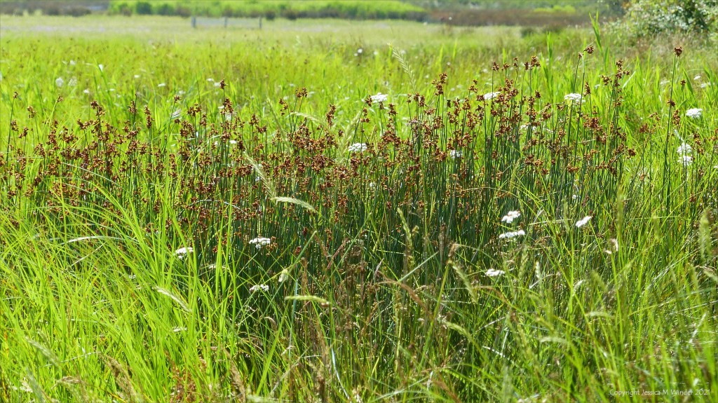 View of salt marsh vegetation at Arne in Dorset