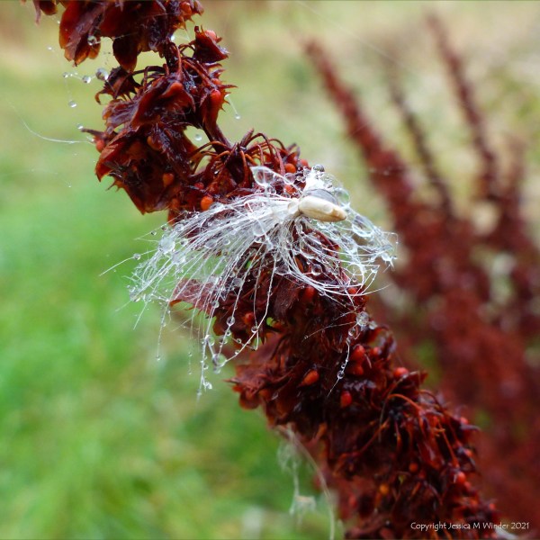 Thistle seed covered in dewdrops caught on dock seeds
