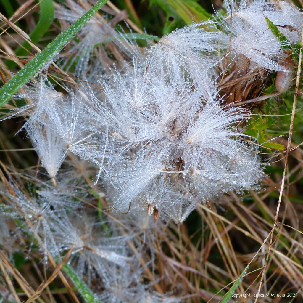 A clump of thistledown covered in fine drops of water