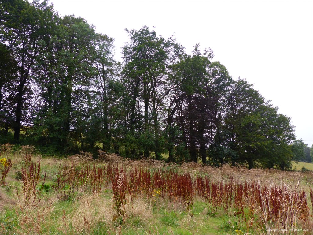 Tall trees bordering a field of dying hogweed and dock plants