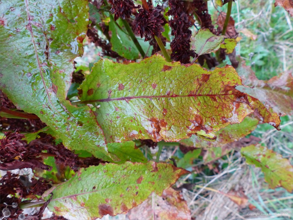 Red and green dying Dock leaf