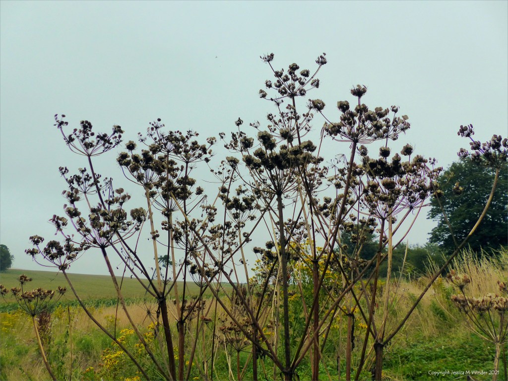 Seed heads on tall hogweed in a field