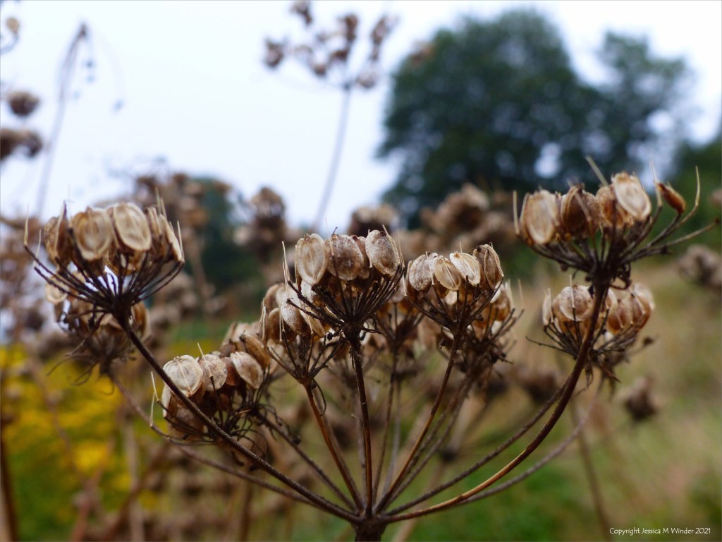 Seed head on Hogweed in a field