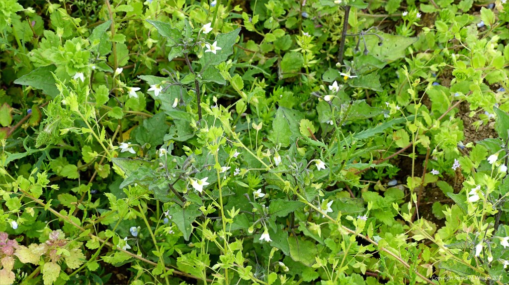 Black Nightshade (Solanum nigrum) with other arable weeds in a field margin