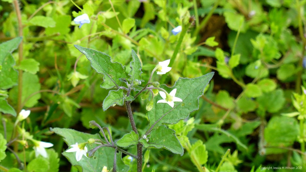 Black Nightshade (Solanum nigrum) with other arable weeds in a field margin