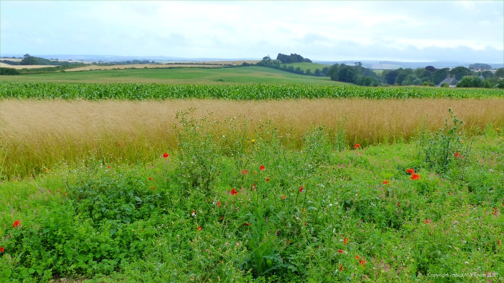 Black Nightshade (Solanum nigrum) with other arable weeds in a field margin