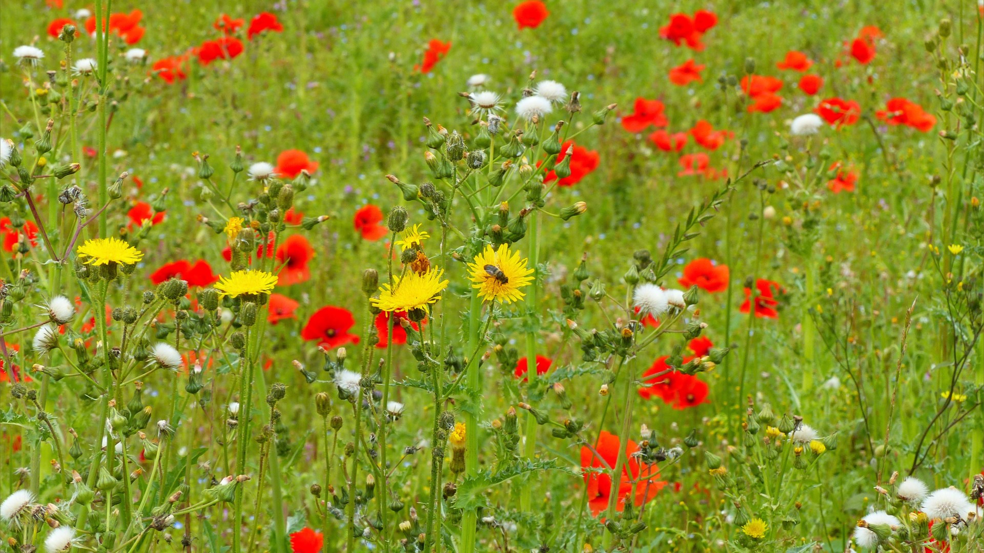 Common Poppies and Sow Thistles in an uncultivated field margin