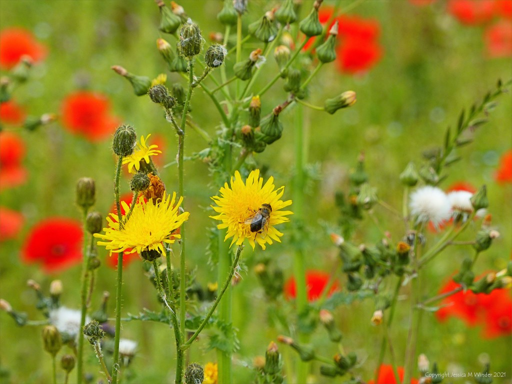 Common Poppies and Sow Thistles in an uncultivated field margin