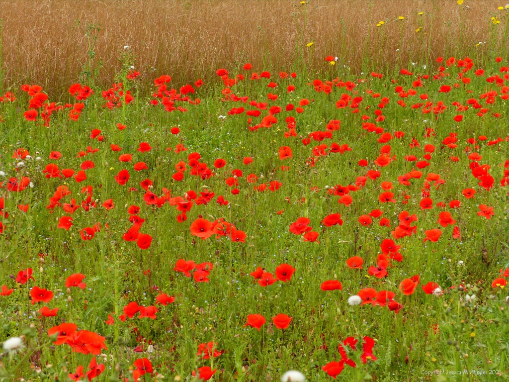 Common Poppies and Sow Thistles in an uncultivated field margin