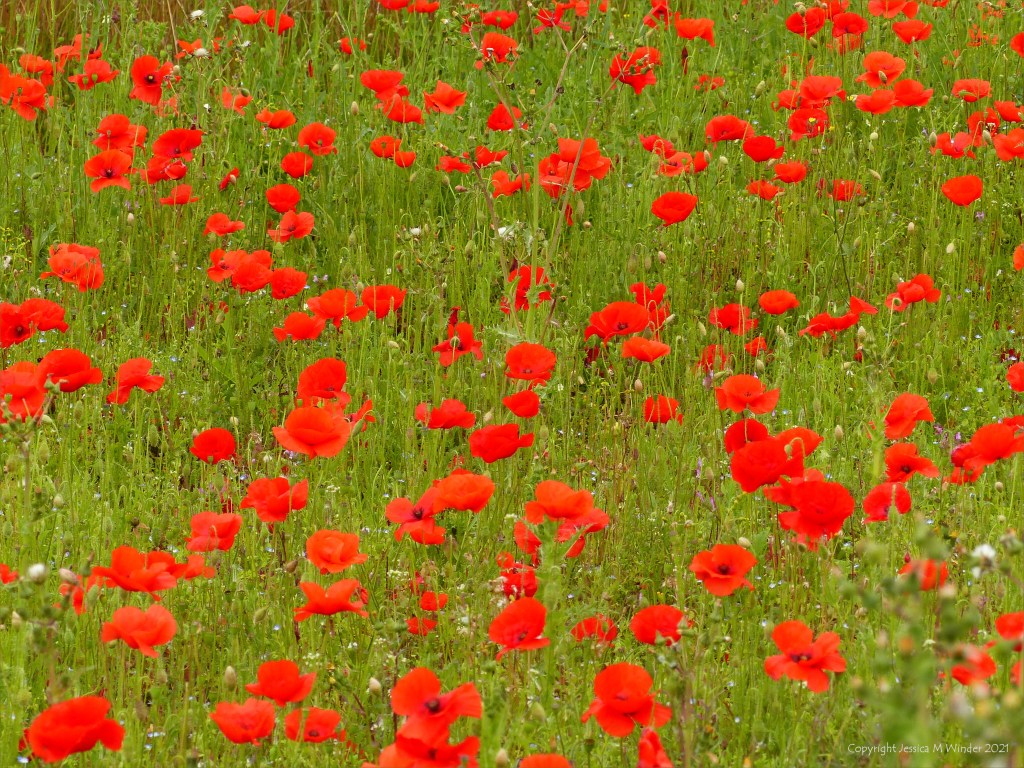 Common Poppies in an uncultivated field margin